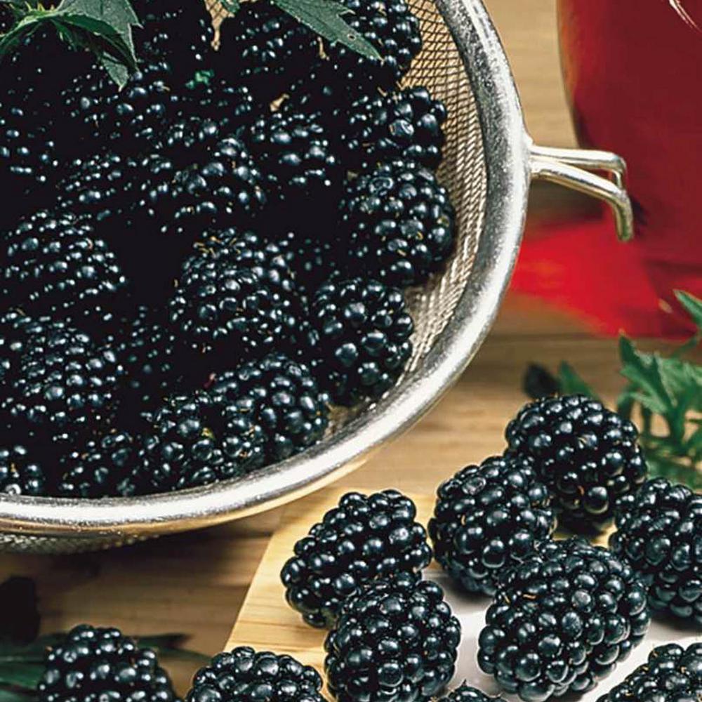 Gurney S Osage Thornless Blackberry Rubus Live Fruiting Bareroot Osage Thornless Blackberry Rubus Live Fruiting Bareroot Plant 1 Pack