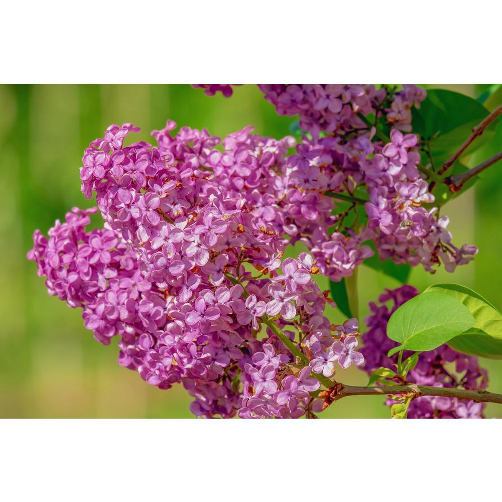 Online Orchards Bare Root, 18 in. to 36 in. T Royal Purple Lilac Shrub ...