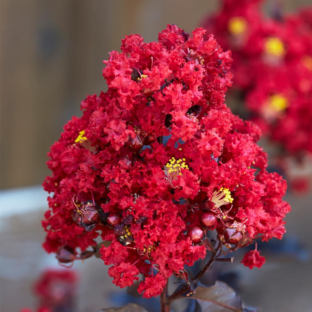 Mea Nursery Trees Bushes Garden Center The Home Depot Black Diamond Red Hot E Myrtle Dormant Packaged Tree