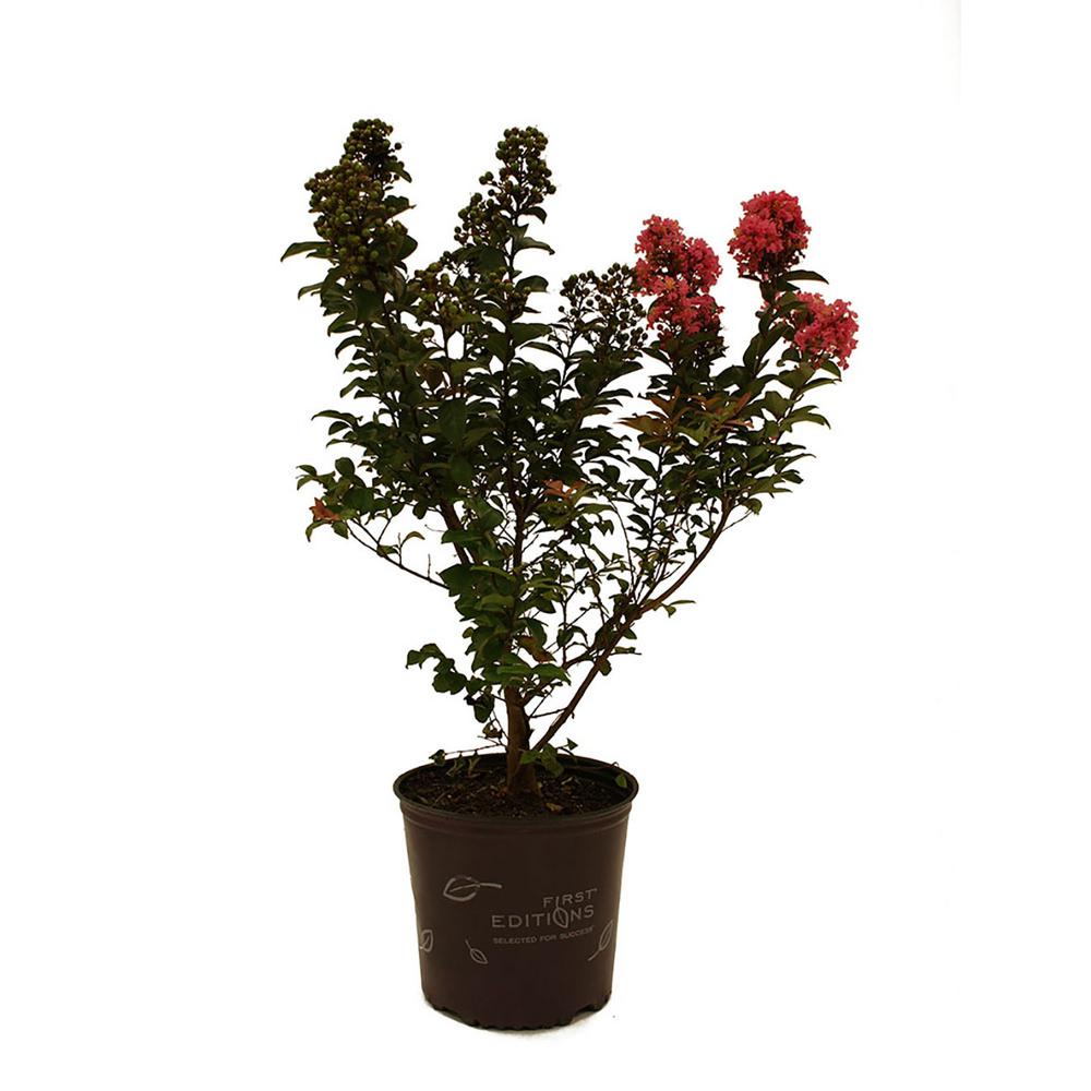 First Editions Coral Magic Crape Myrtle-CRMCMA03G - The Home Depot