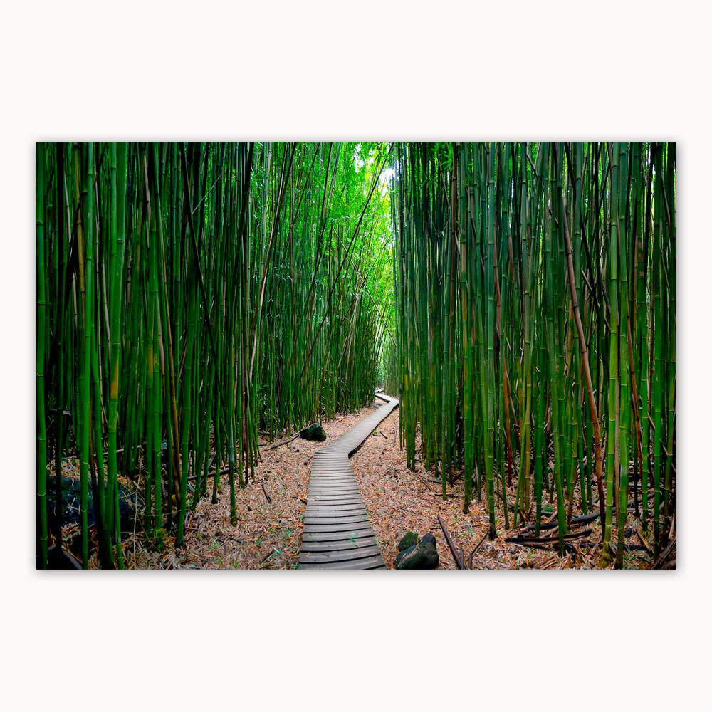 Christopher Knight Collection Bamboo Path By Christopher Knight Collection Canvas Wall Art 27 In X 36 In Sd1507 The Home Depot