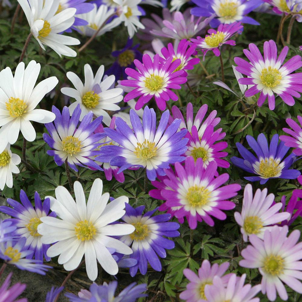 Van Zyverden Wind Flowers Bulbs Anemone Blanda Mixed Set Of 50 Wind Flowers Bulbs Anemone Blanda Mixed Set Of 50