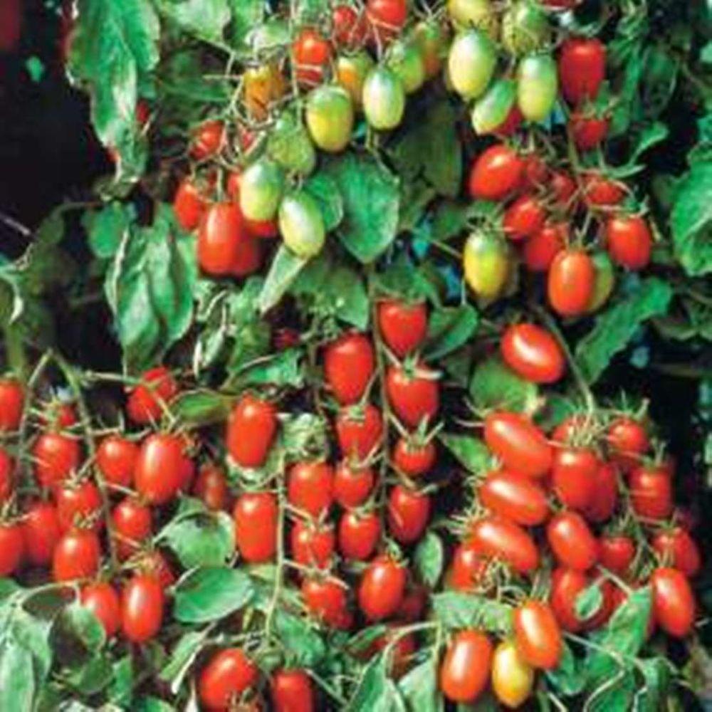 Image result for tomato plant