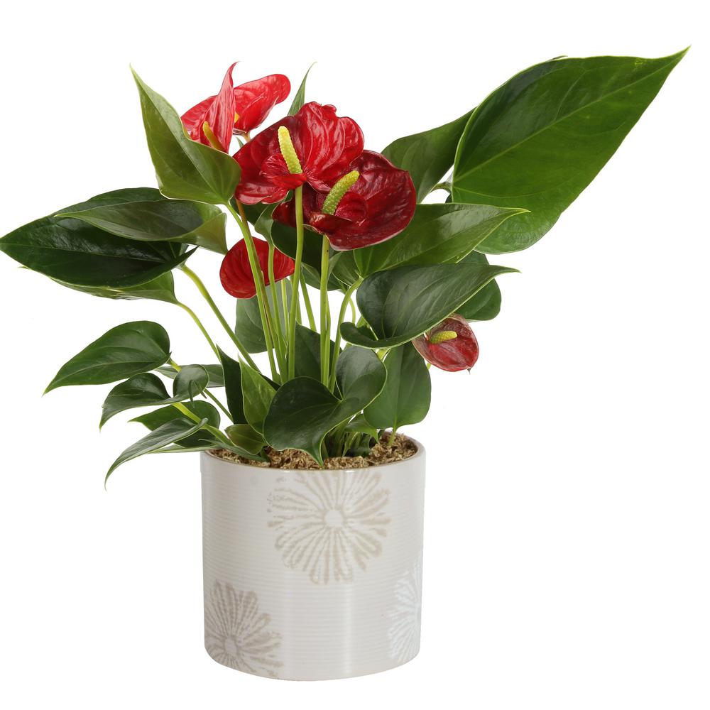 Costa Farms Blooming Anthurium Plant In 4 In Premium Ceramic Pot Co