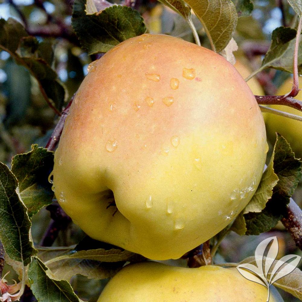 golden dorsett apple tree