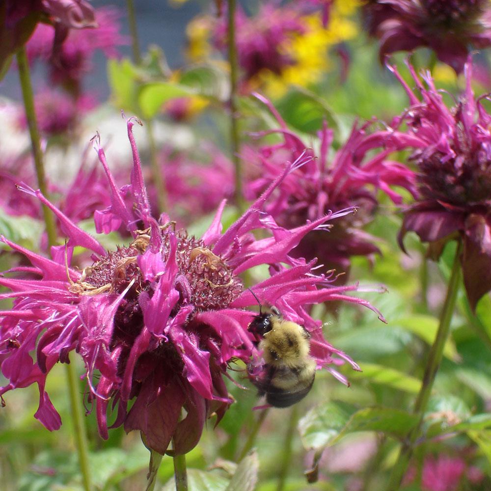 Bonnie Plants 4.5 in. 19.3 oz. Bee Balm5022 The Home Depot