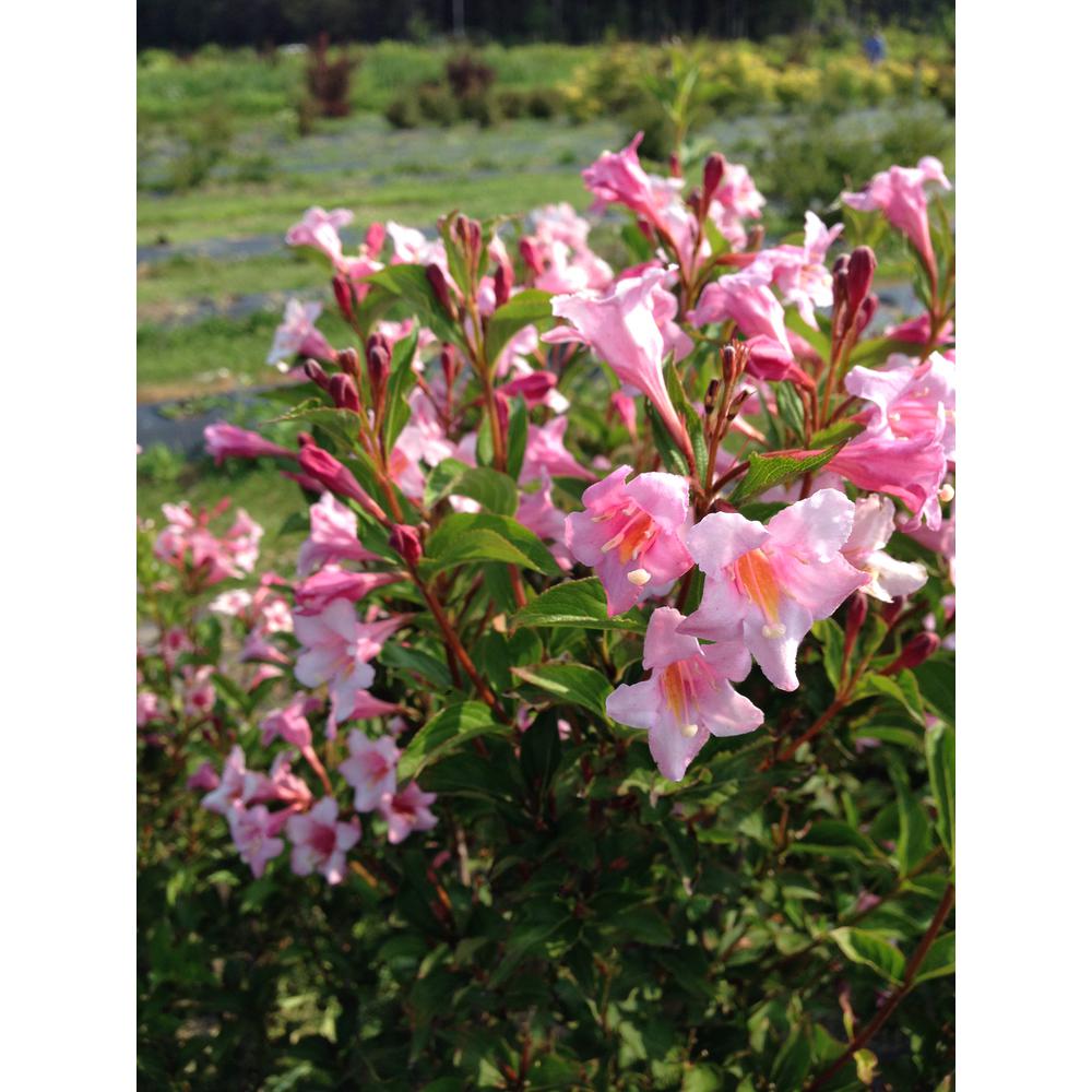 PROVEN WINNERS 1 Gal. Sonic Bloom Pure Pink (Weigela) Live ...