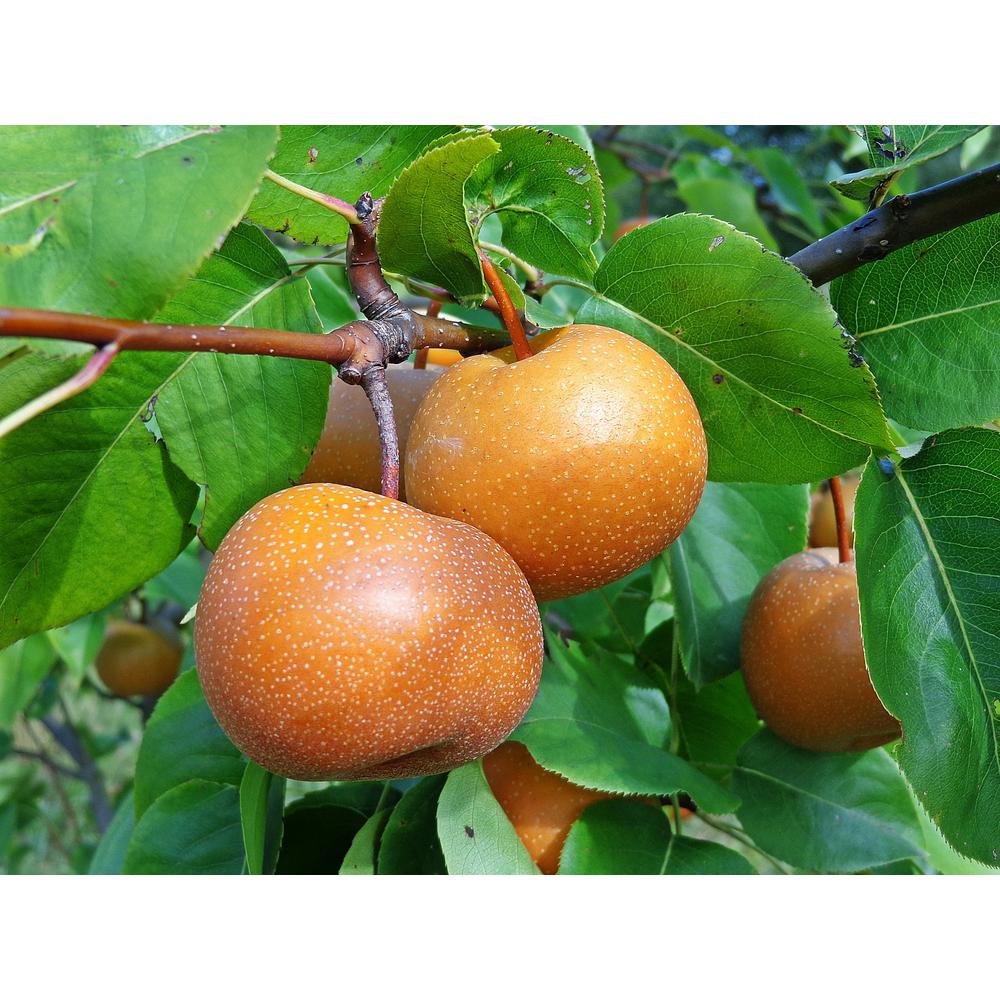 Online Orchards Dwarf Chojuro Asian Pear Tree Bare Root -1524