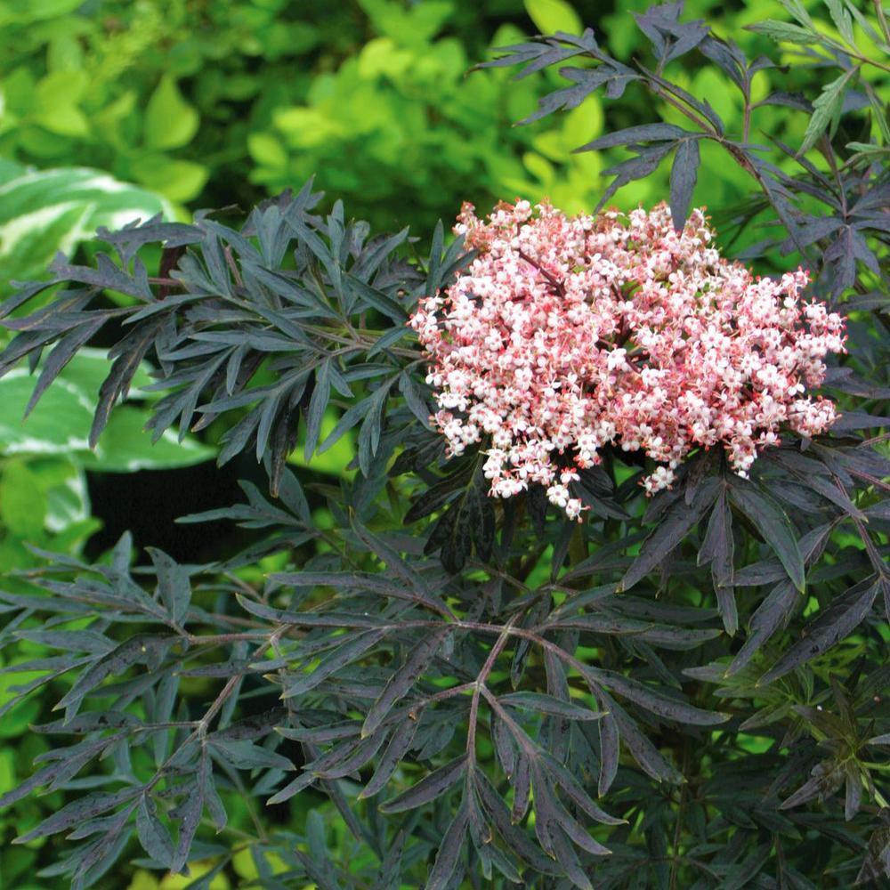 Elderberry Bushes Plants Garden Flowers The Home Depot