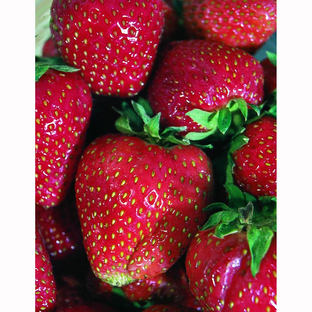 Bonnie Plants 19.3 oz. Quinault0101 The Home Depot