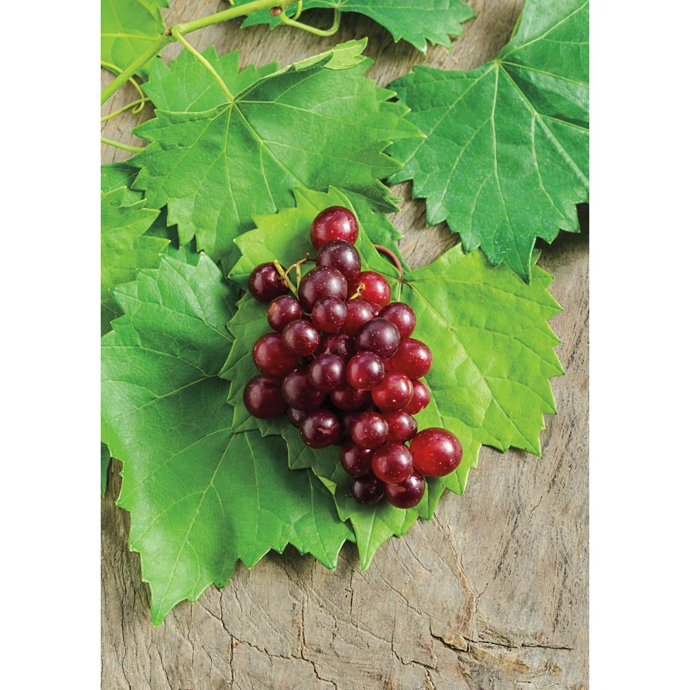 Gurney's 2.50 Qt. RazzMatazz Muscadine Grape (Vitis) Seedless Grape Vine Live Deciduous Plant (1