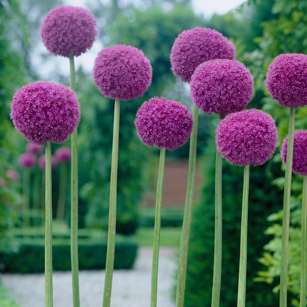 Van Zyverden Allium Giganteum Bulbs87125 The Home Depot