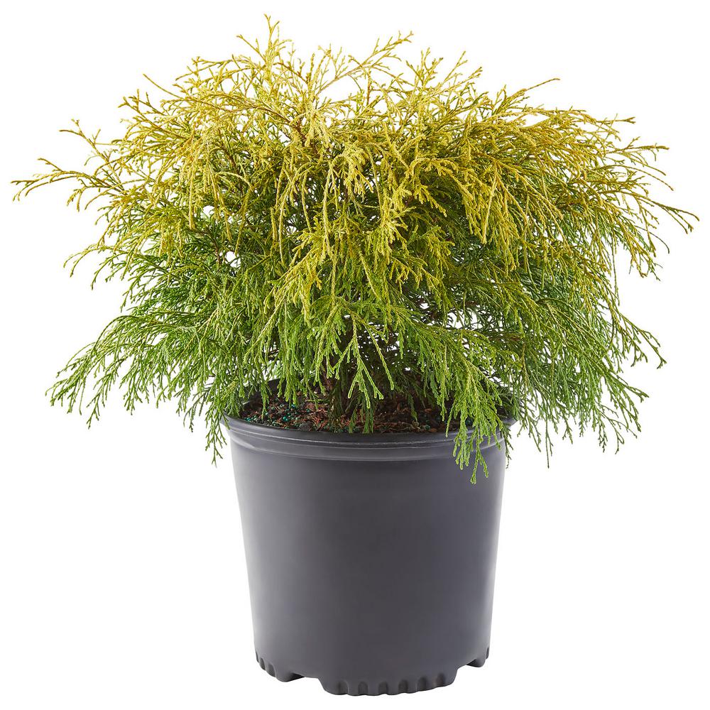 2.25 Gal. Gold Mop Cypress Shrub with Golden Foliage-14815 - The Home Depot Gold Mop Cypress