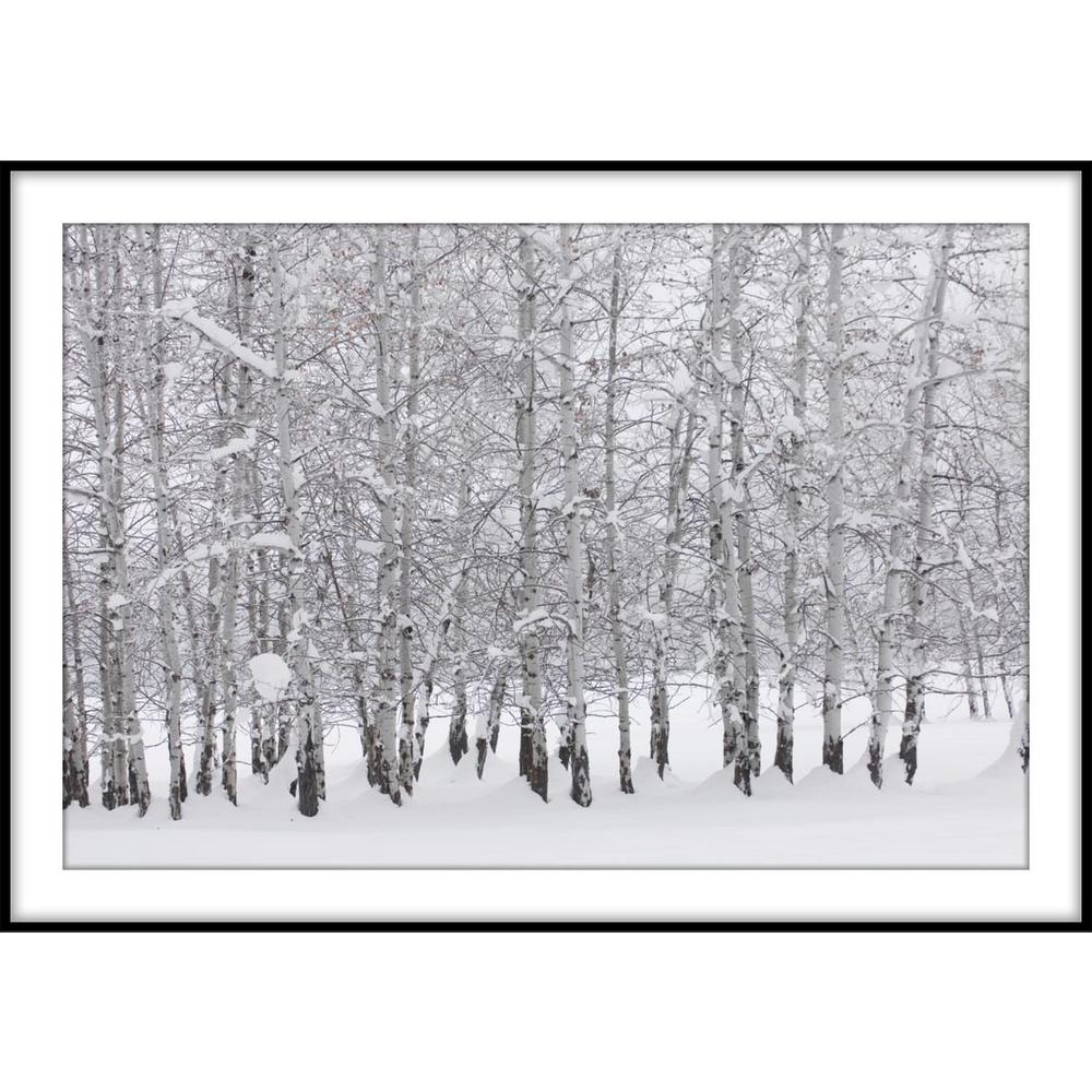 Ptm Images 9 75 In X 11 Grove Of Aspen Trees Winter Grove Of Aspen Trees In Winter Framed Wall Art 1 77083 The Home Depot