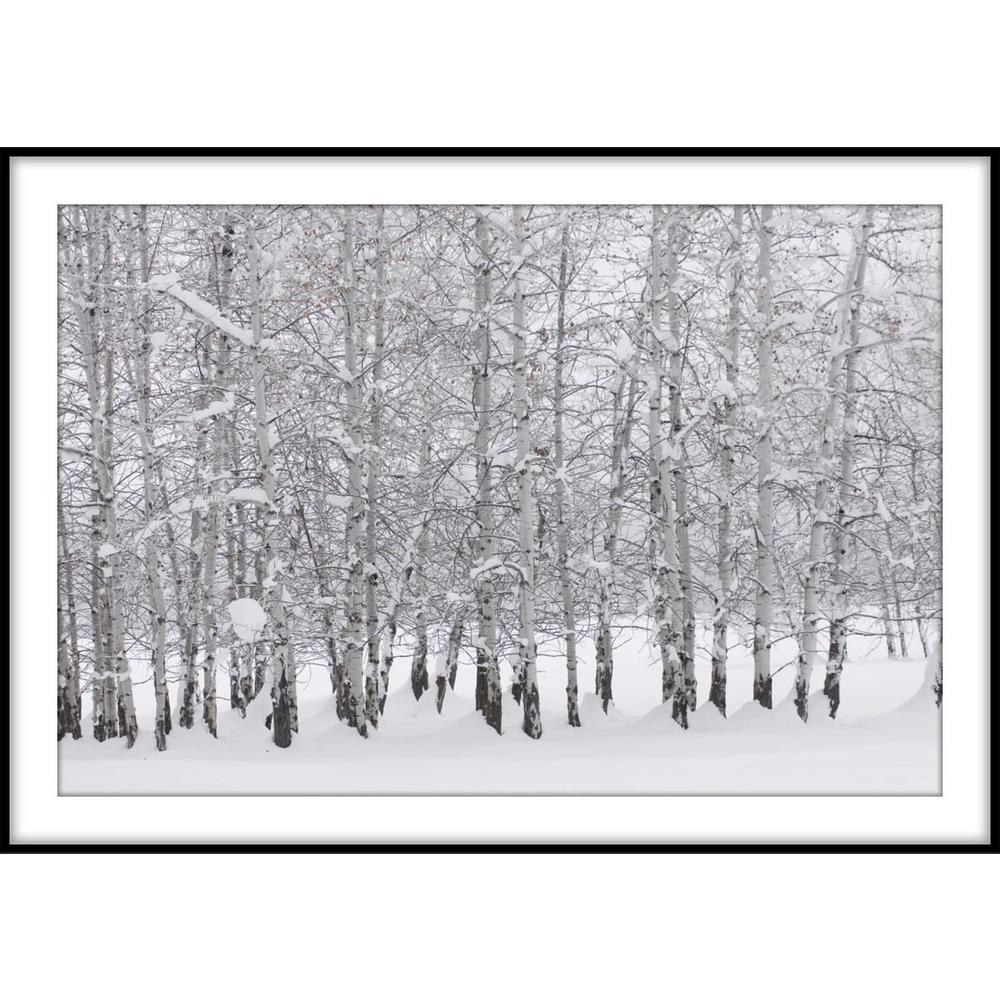 Ptm Images 9 75 In X 11 75 In Grove Of Aspen Trees In Winter Framed Wall Art 1 78115 The Home Depot