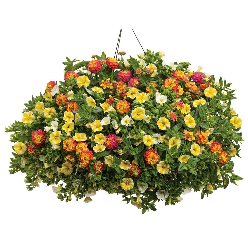 PROVEN WINNERS Luscious Berry Blend Lantana Live Plant Pink Orange and ...