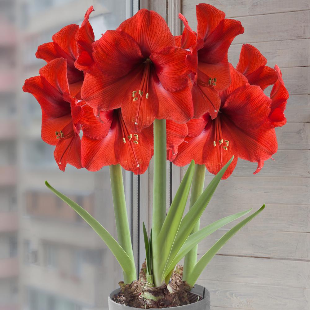 Van Zyverden Amaryllis Bulbs Economy Red Lion (Set of 3)-87203 - The ...