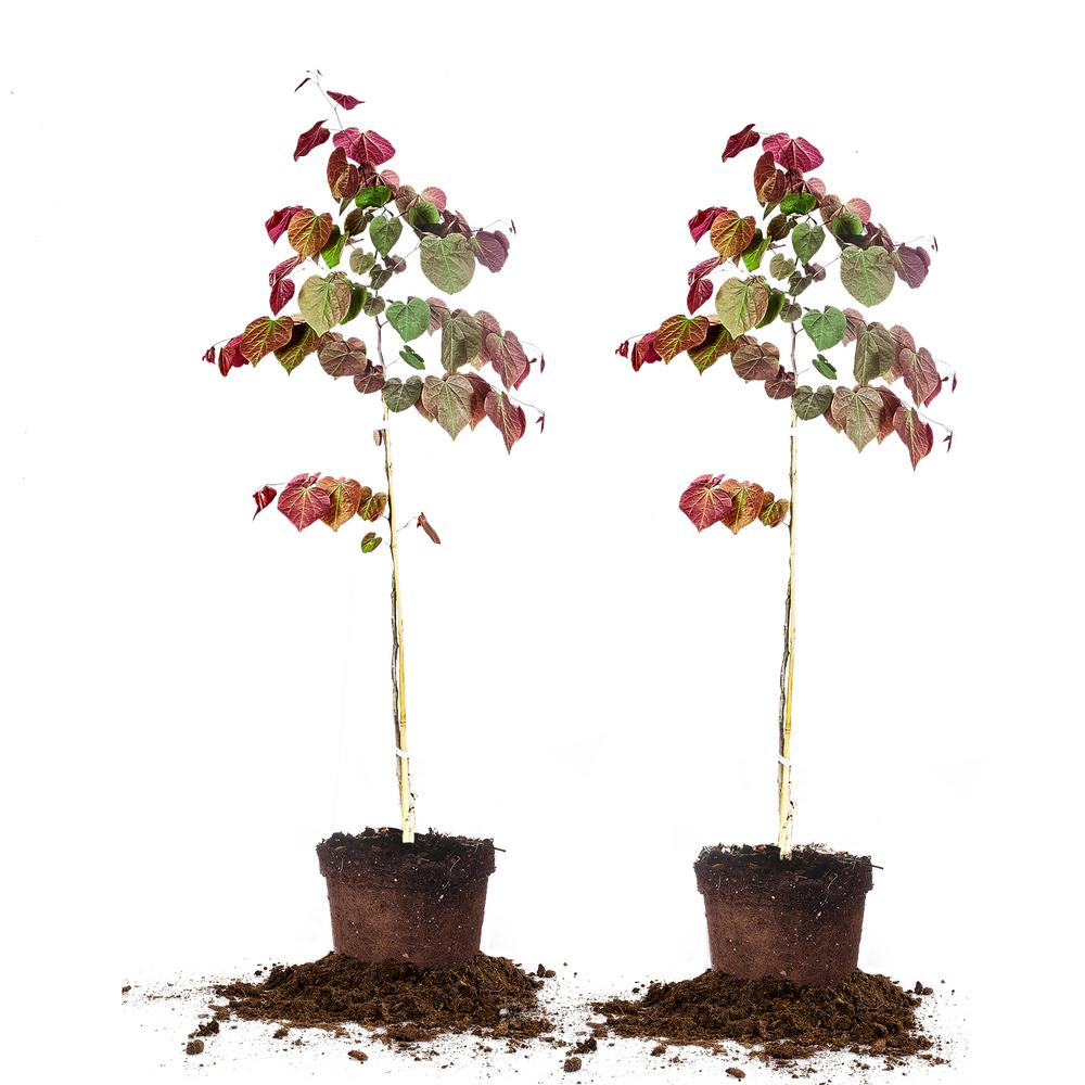 5 Forest Pansy Redbud (2Pack)THD00163 The Home Depot