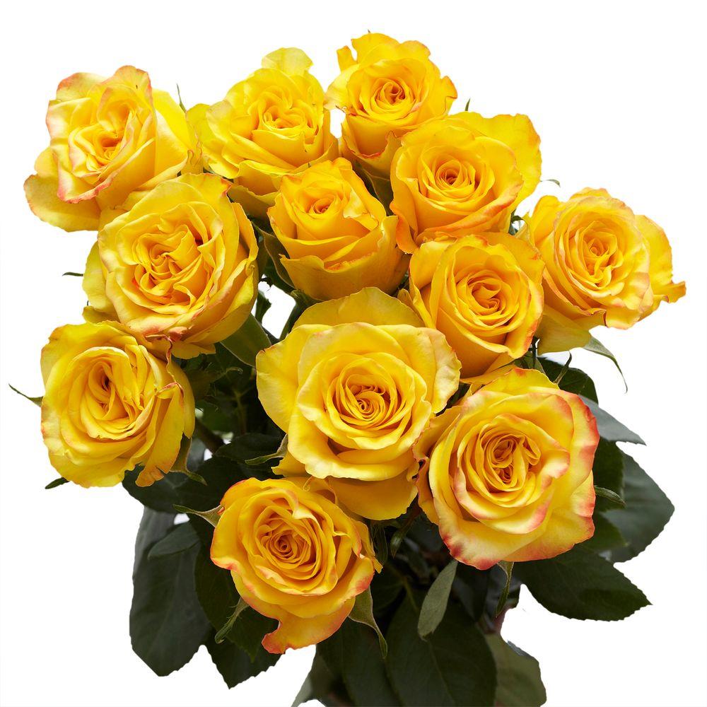 Download Globalrose 2 Dozen Yellow Roses-vars-2-dozen-yellow-roses - The Home Depot