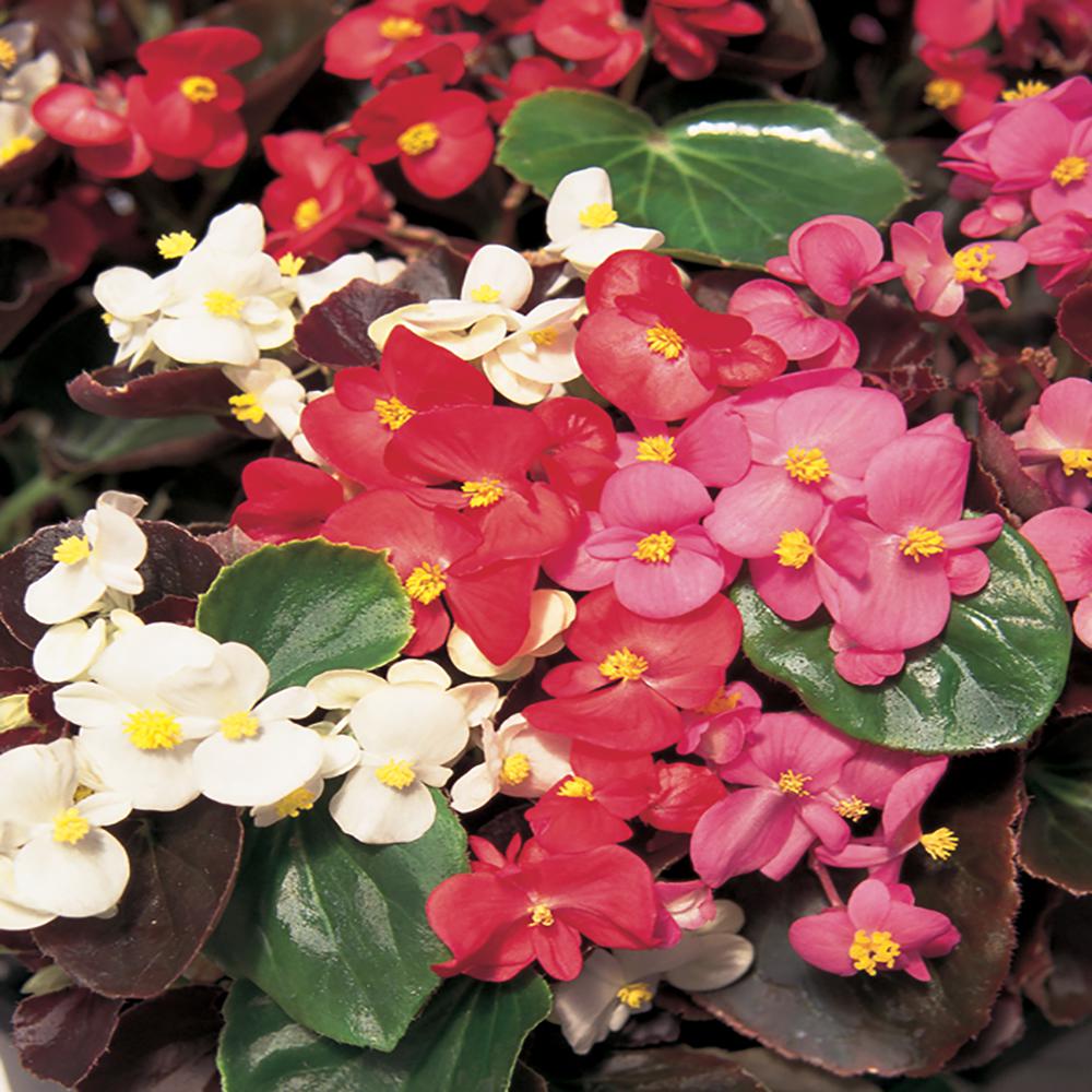 10 in. Mixed Begonia Plant (12Pack)1451 The Home Depot