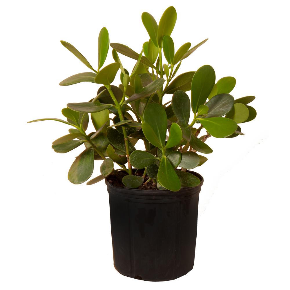 United Nursery 20 in. x 26 in. Tall Clusia Autograph Shrub Plant in 9. ...
