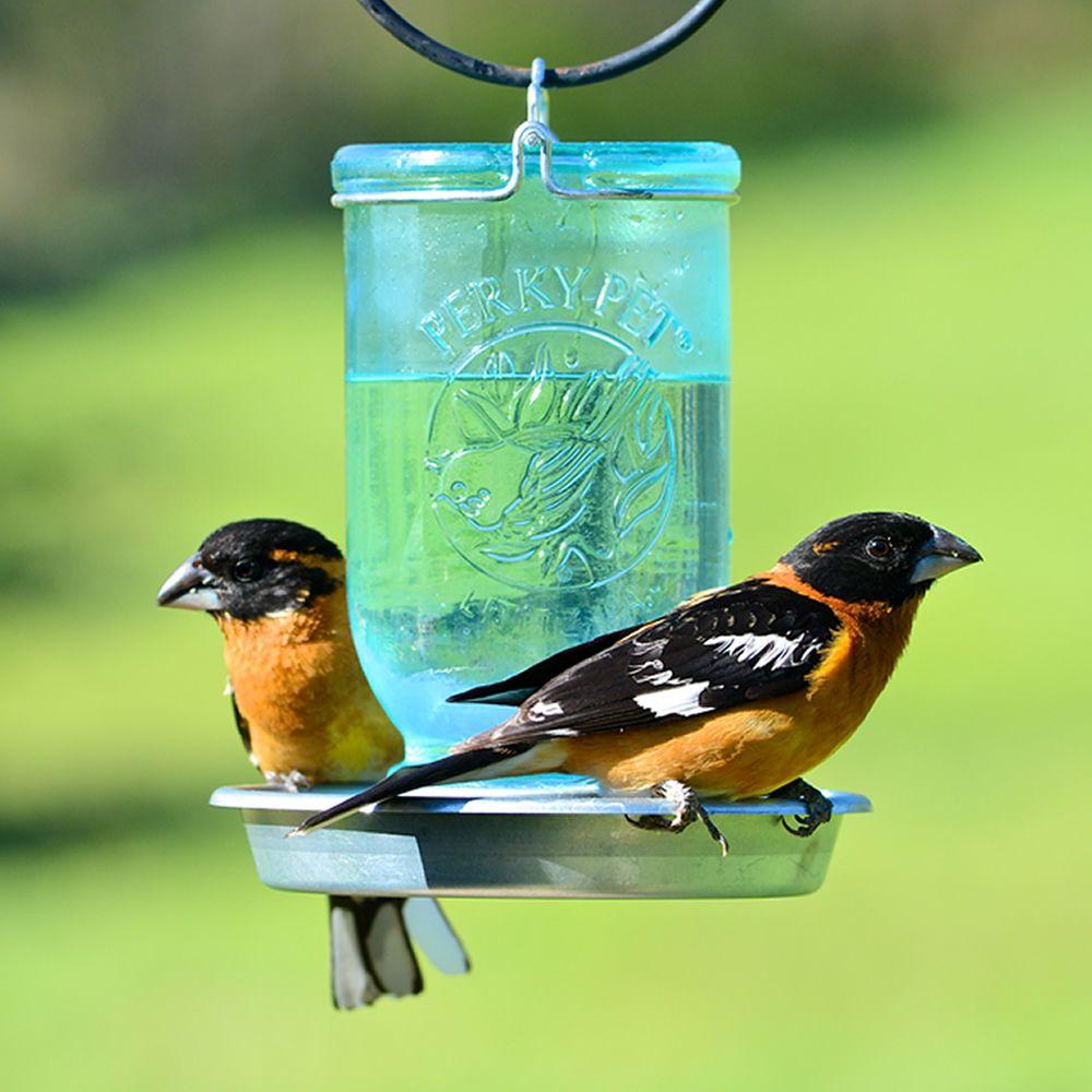 mason jar pet waterer