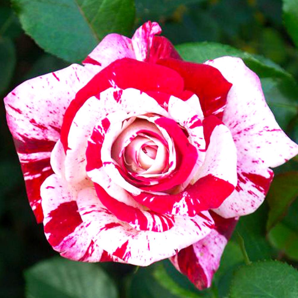 Mea Nursery Patented Fragrant Burgundy and White Floribunda Rose Scentimental was $22.98 now $11.49 (50.0% off)