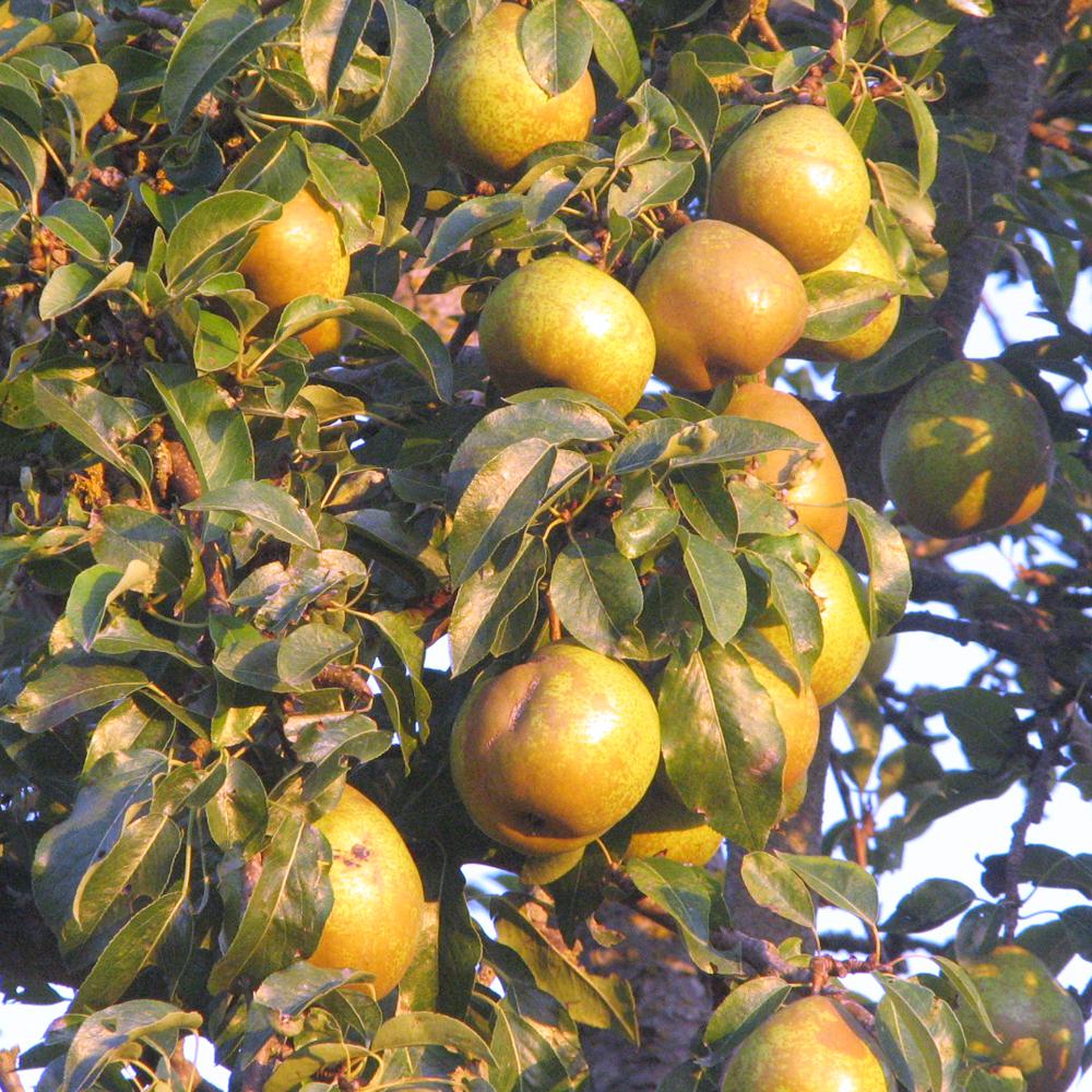 Orient Pear Tree Peaoribp The Home Depot Orient Pear Tree