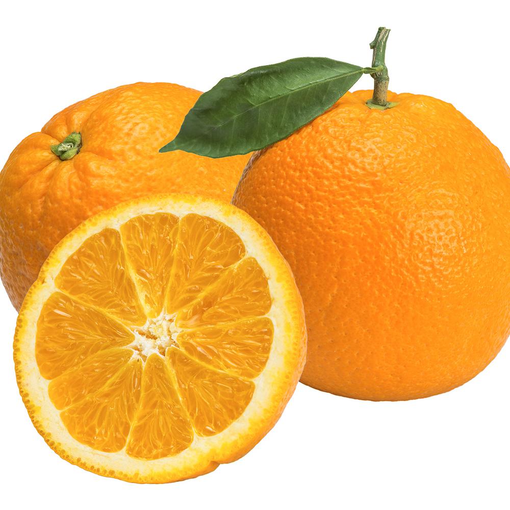 orange tree fruit trees trees the home depot orange tree fruit trees trees the