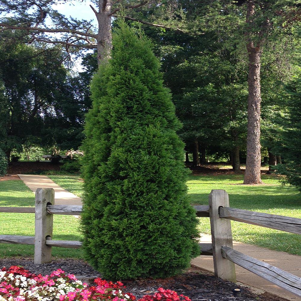 9 25 In Pot Leyland Cypress Live Evergreen Tree Rich Green 3 Gal 36 In Tall Green Giant Arborvitae Shrub