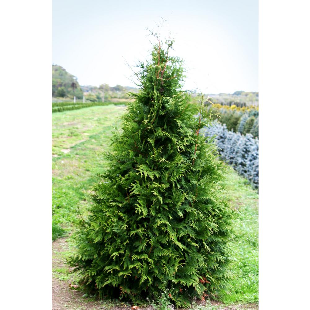 Online Orchards 1 Gal. Green Giant Arborvitae Shrub