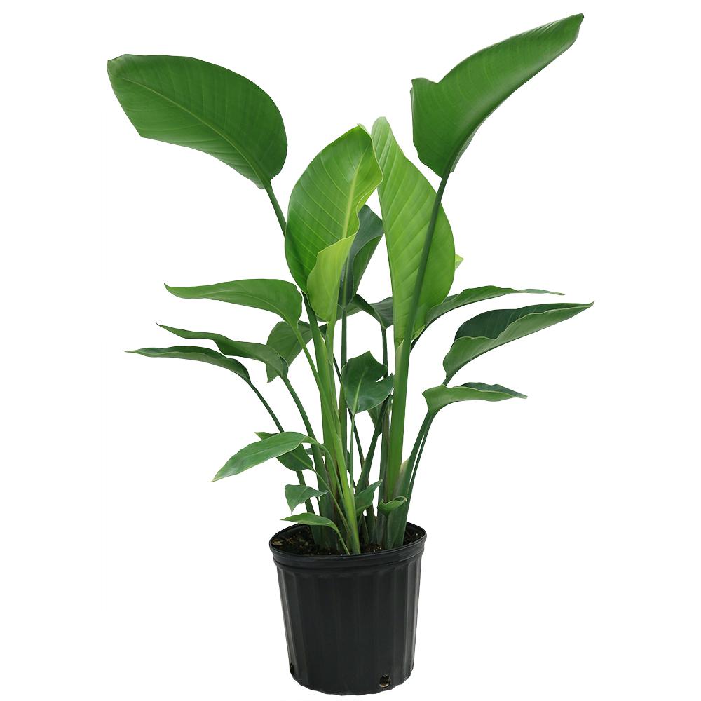 delray plants house plants 10white 64_1000