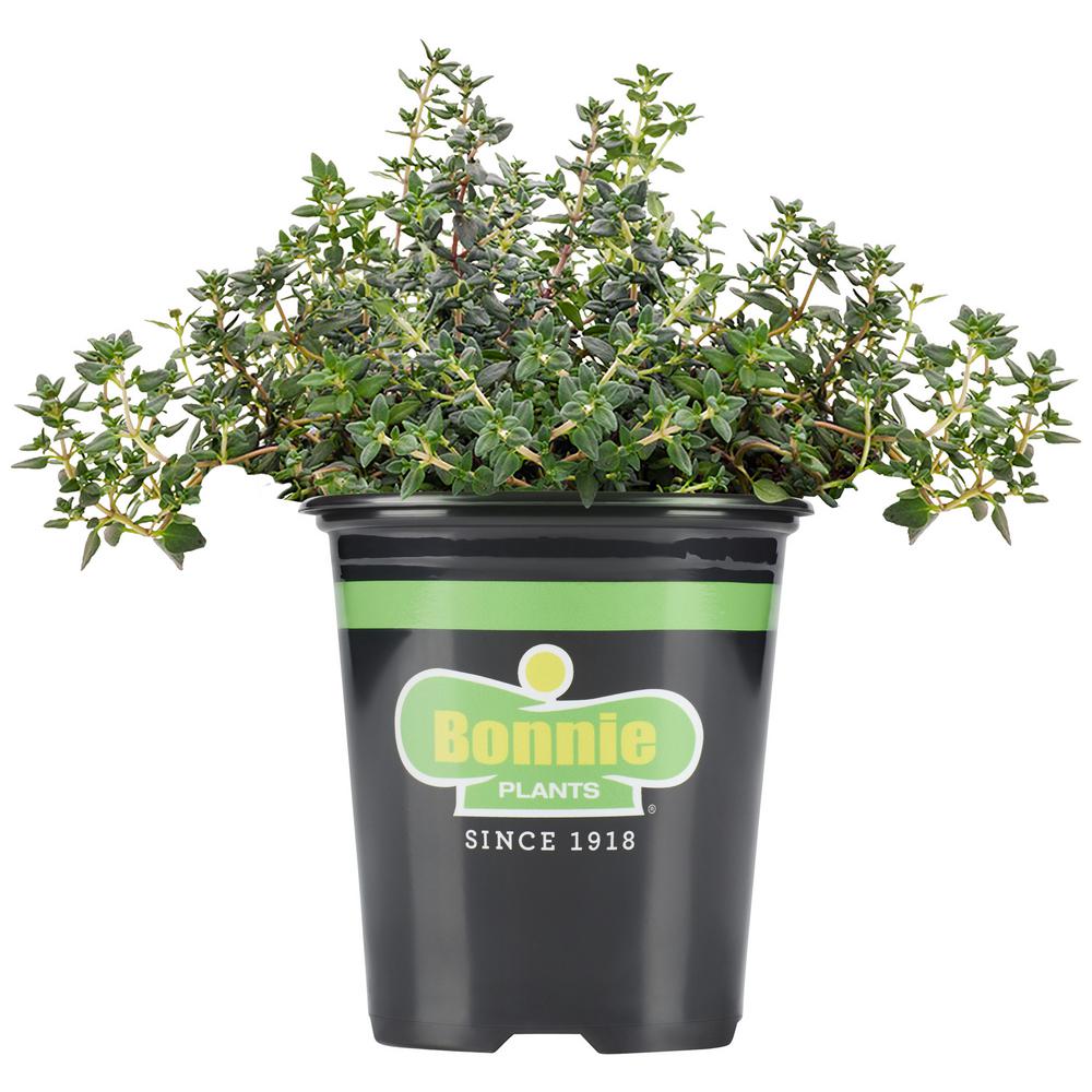 UPC 715339012425 product image for Bonnie Plants 19.3 oz. German Thyme | upcitemdb.com