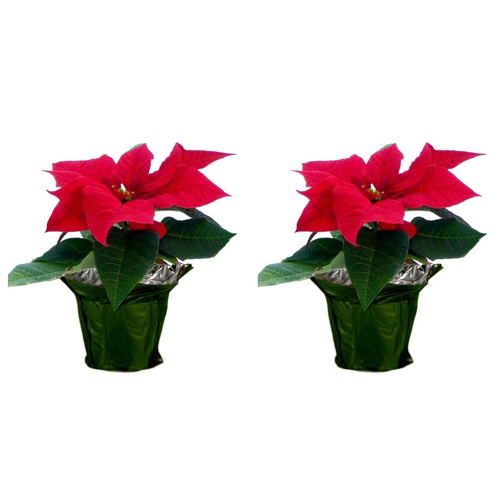 Costa Farms 1 pt. Fresh Red Poinsettia with Green Pot Cover (Live 2