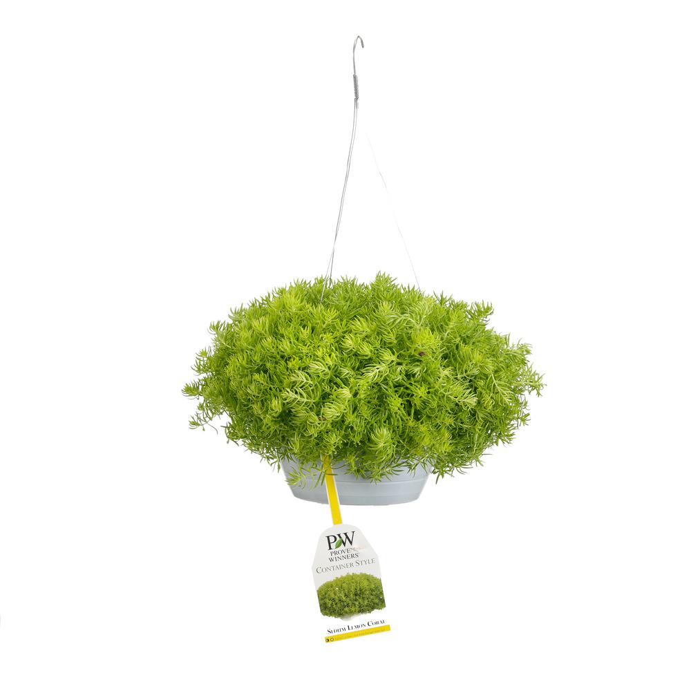 PROVEN WINNERS 10 in. Lemon Coral Mono Hanging Basket (Sedum) Live
