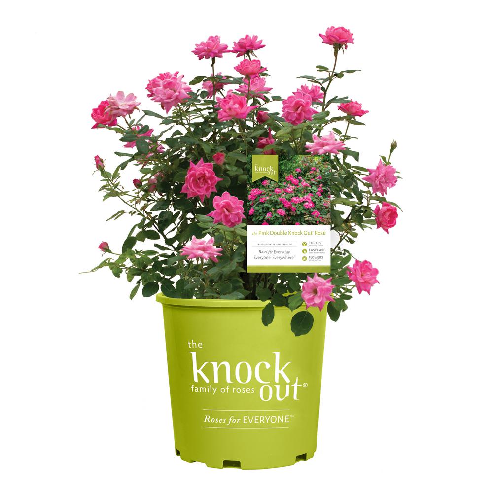 Knock Out 2 Gal. Double Rose Plant with Pink Flowers-13212 - The Home Depot