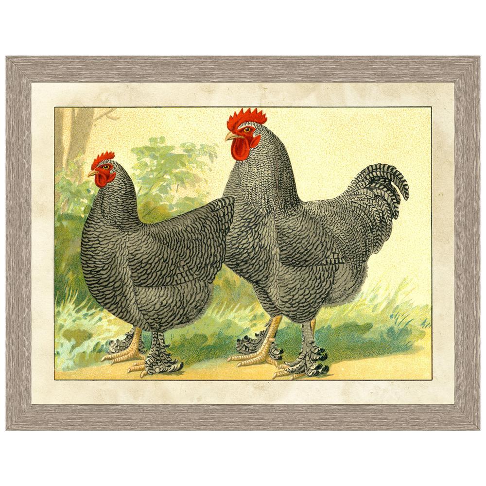 Vintage Print Gallery "Plymouth Rock chicken" Framed Archival Paper