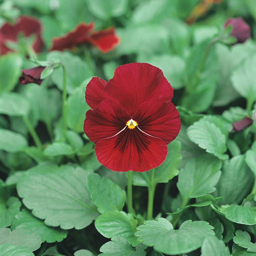 1Pint Red Viola Plant59163 The Home Depot