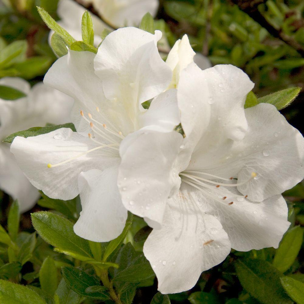 Encore Azalea 3 Gal. Autumn Ivory - Dwarf Evergreen Re-Blooming Shrub