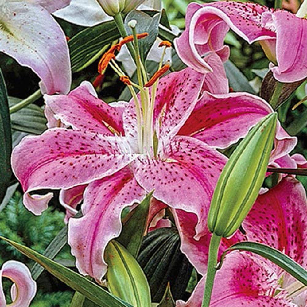 Breck's Oriental Lily Belgrado Bulbs (10-Pack)-01232 - The Home Depot