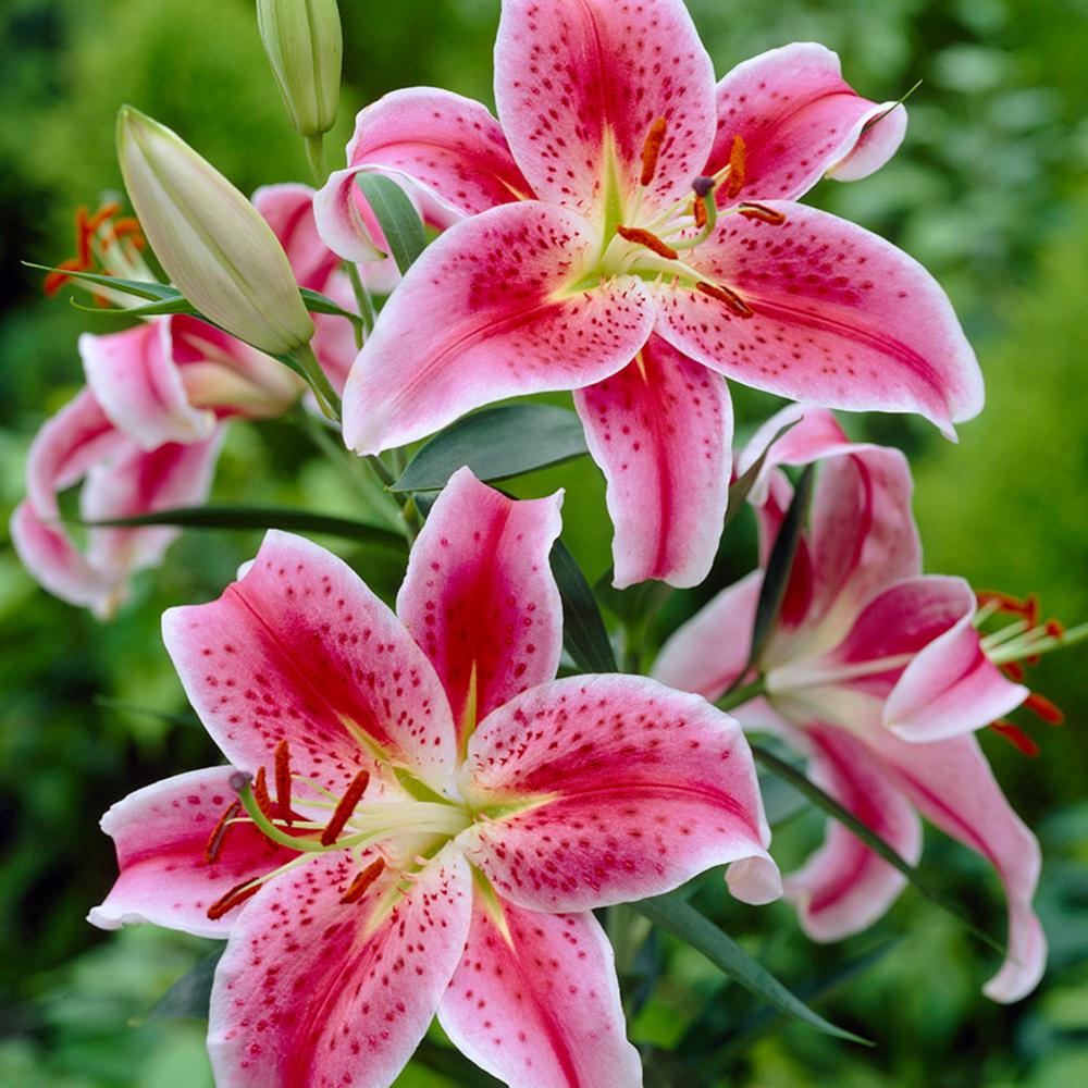 Van Zyverden Lilies Oriental Stargazer Bulbs (Pack of 7)-11351 - The ...