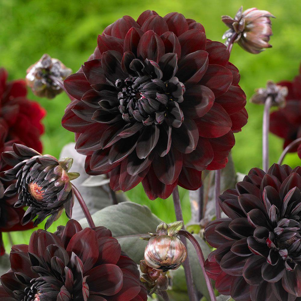 Longfield Gardens 1 Karma Chocolate Dahlia Bulbs (3Pack)20000007