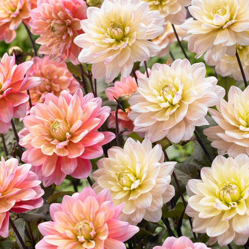 Bloomsz Dahlia Candy Bulbs Mixture 6 Pack 06001 The Home Depot