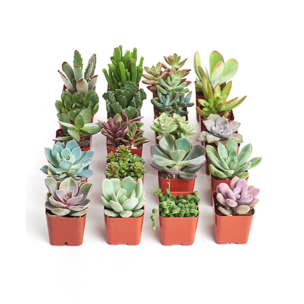 Shop Succulents 2 in. Unique Succulent (Collection of 20)