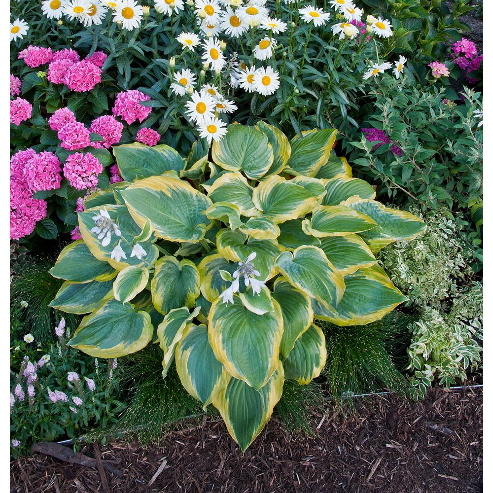 Proven Winners Shadowland Seducer Hosta Live Plant Green And Gold Proven Winners Shadowland Seducer Hosta Live Plant Green And Gold Foliage 3