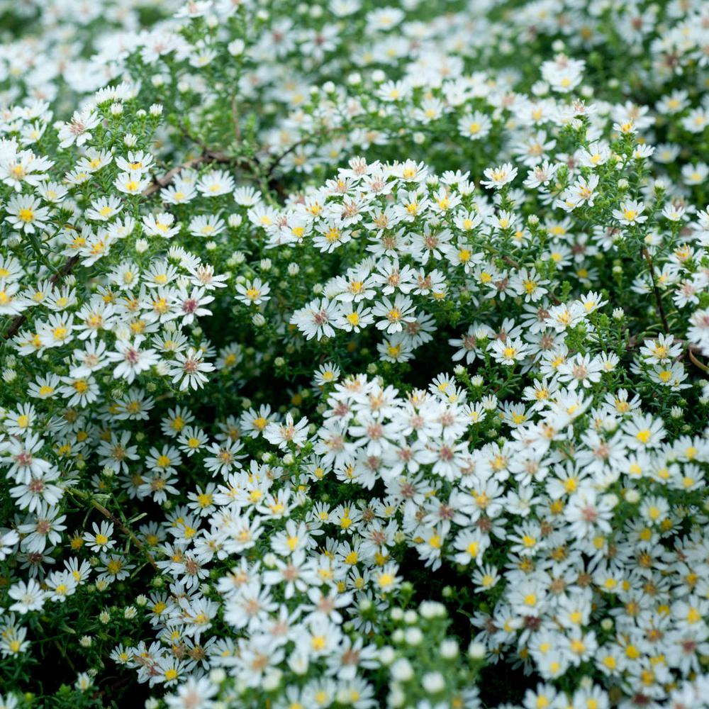 Spring Hill Nurseries 3 In Pot Bridal Veil Aster Live Deciduous Pot Bridal Veil Aster Live Deciduous Plant White Flowering Perennial 1 Pack