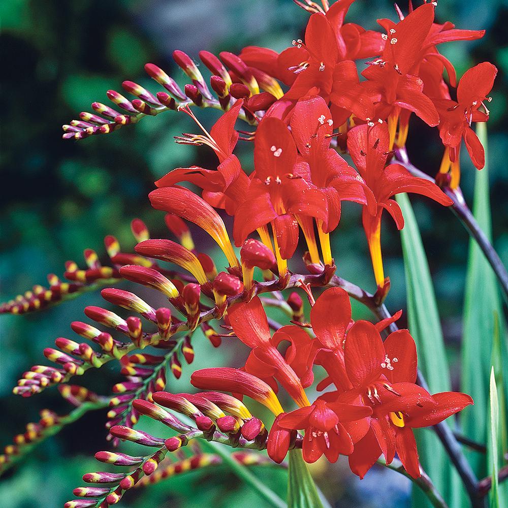 Van Bourgondien Crocosmia Lucifer Bulbs (25Pack)01609