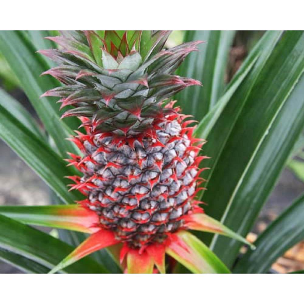 Pure Beauty Farms 6 in. 1.5 Qt. Pineapple Plant Florida