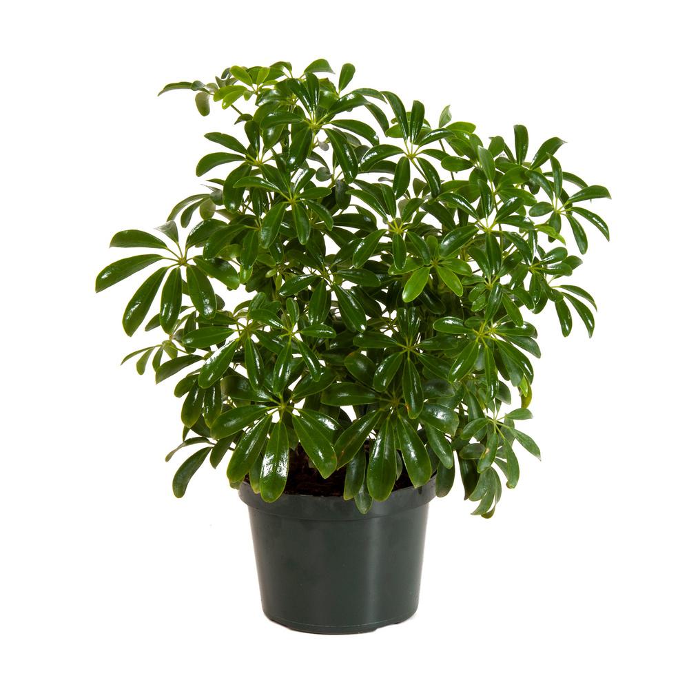 Schefflera Green Arboricola in 6 in. Grower Pot26738