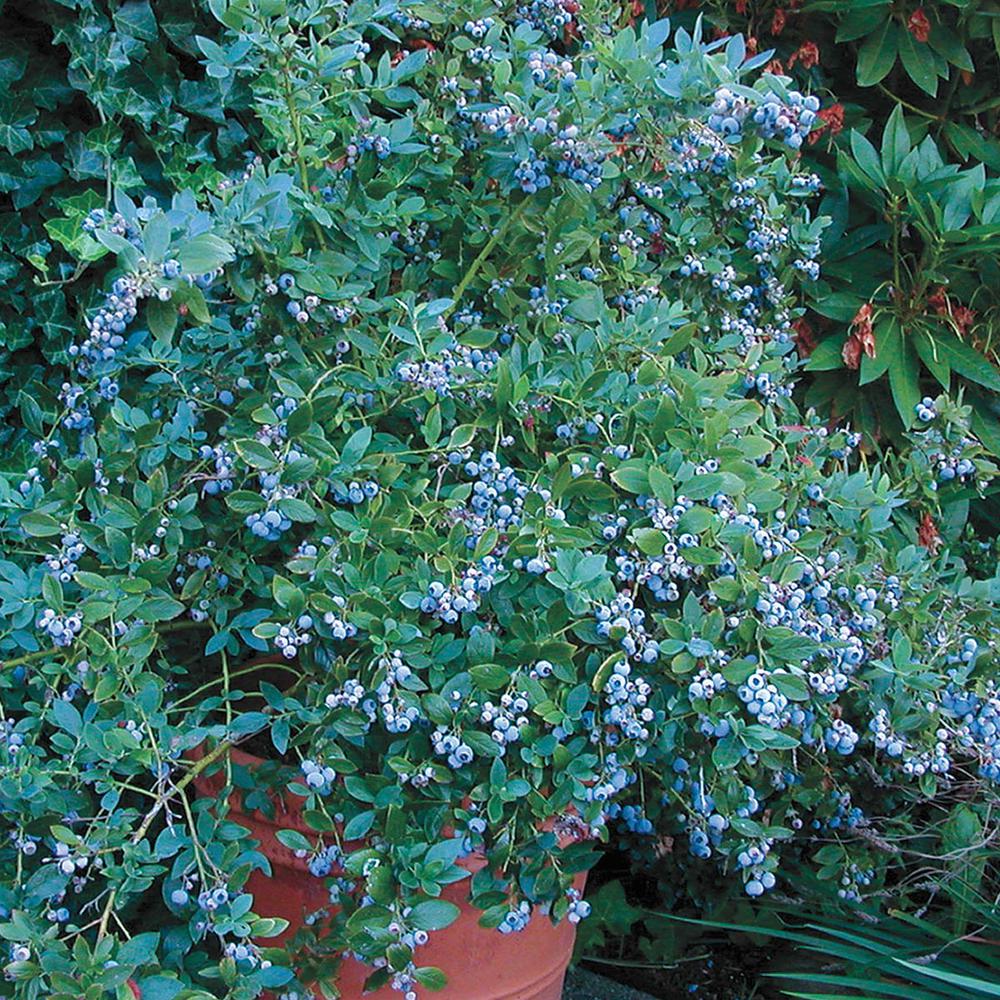 Gurney�s Sunshine Blue Blueberry Vaccinium Live Fruiting